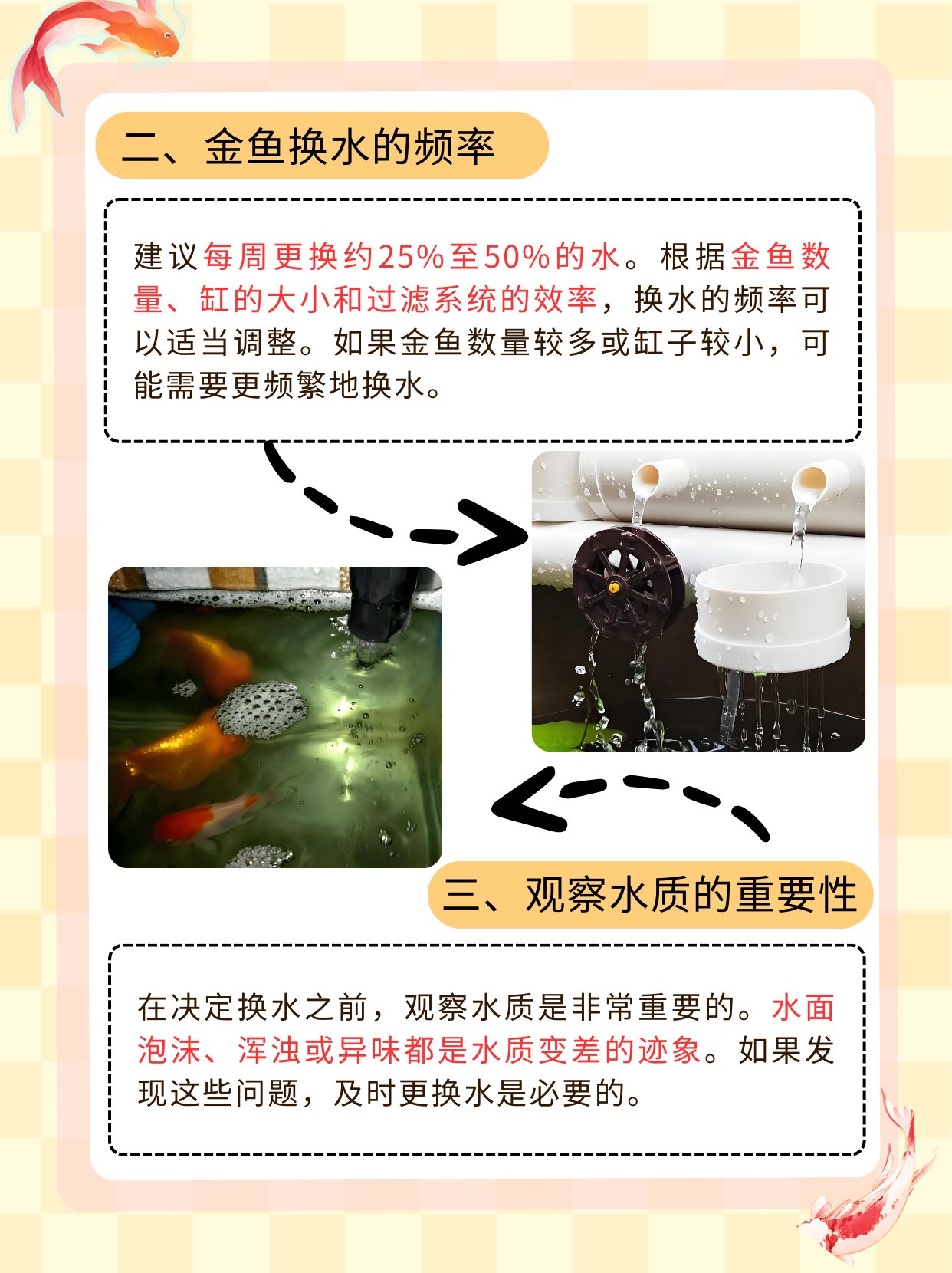 怎么养金鱼才不会死