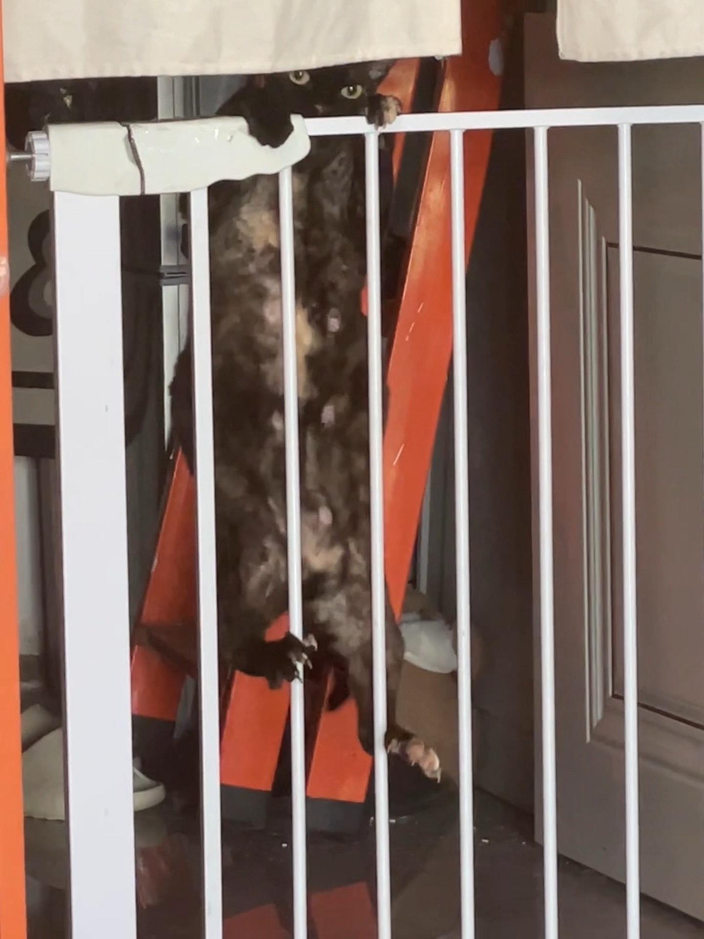 把猫使劲摔在地上会怎样